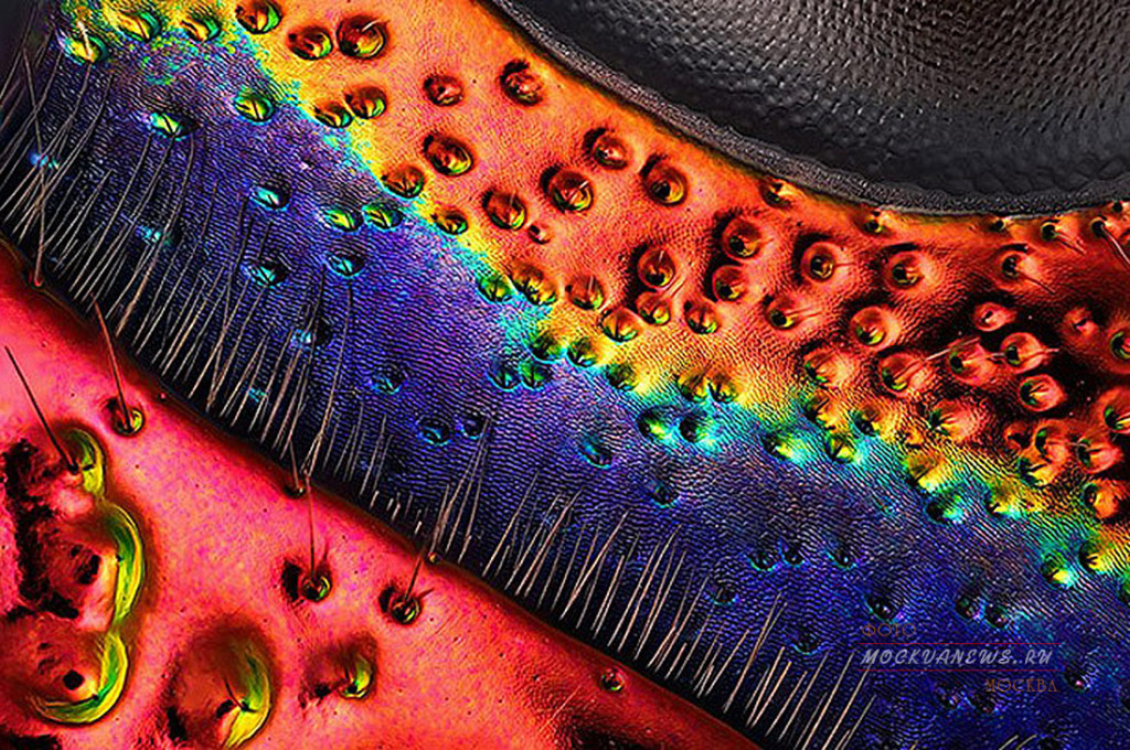 конкурс микрофотографии Nikon Small World