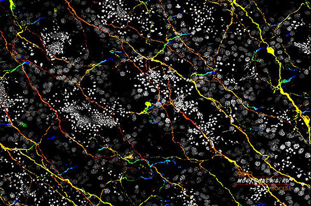 конкурс микрофотографии Nikon Small World