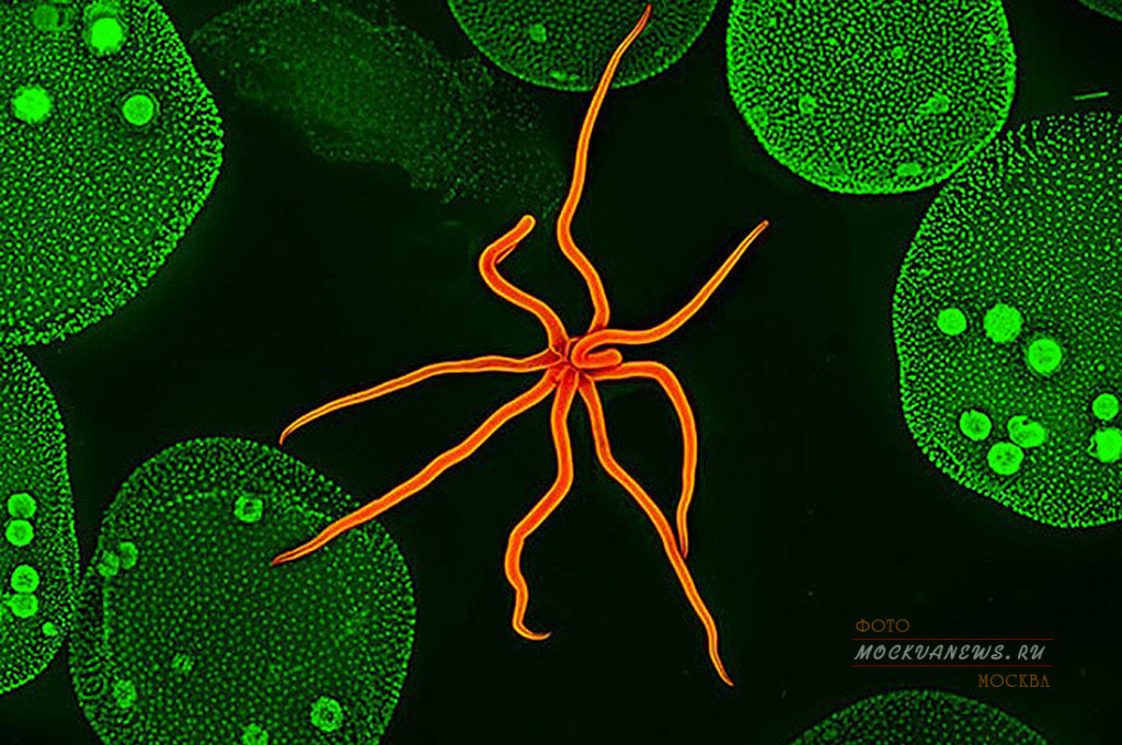 конкурс микрофотографии Nikon Small World
