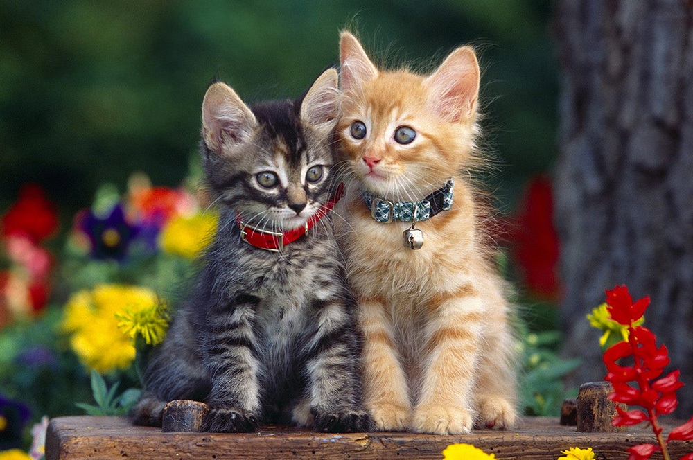 Барбарелла вышла замуж сразу за двух котов