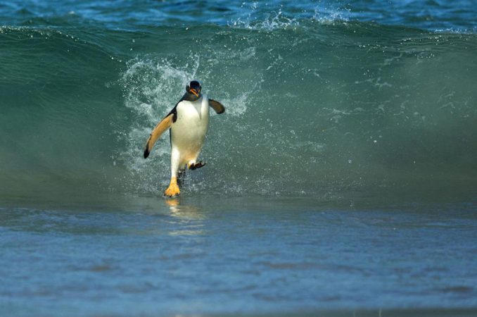 Лучшие работы мастеров фоторепортажа