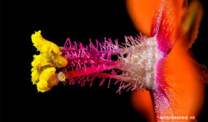 Необычные фото микромира Nikon Small World