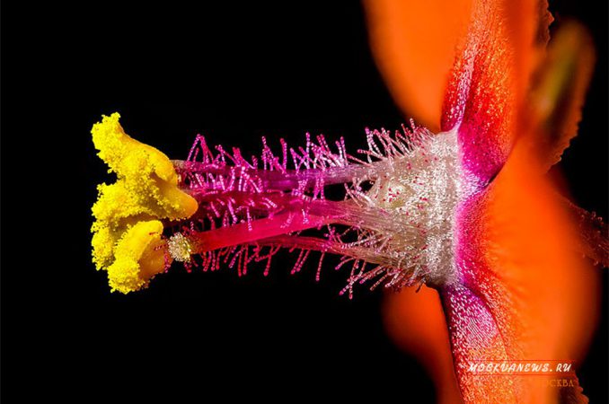 конкурс микрофотографии Nikon Small World