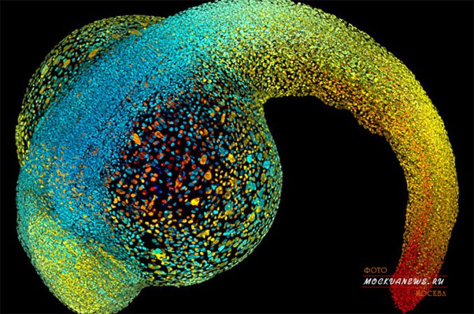 конкурс микрофотографии Nikon Small World