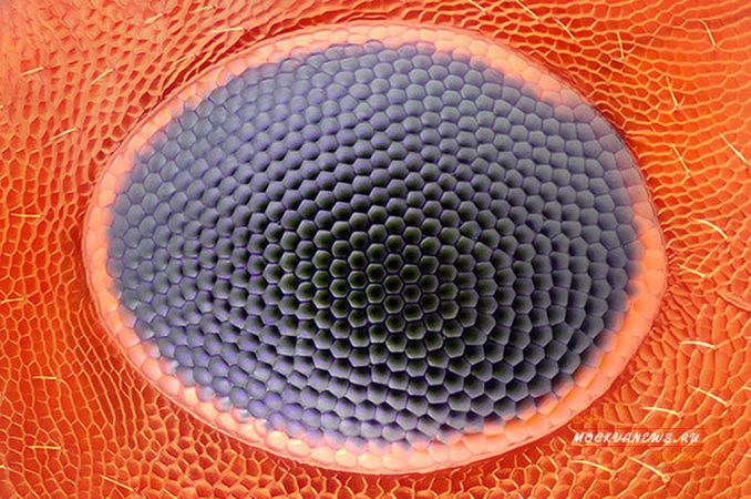 конкурс микрофотографии Nikon Small World
