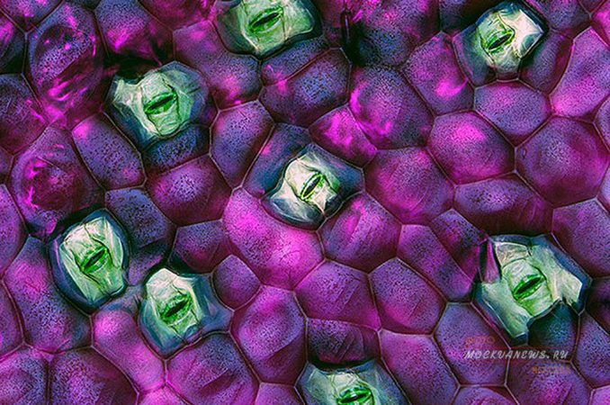конкурс микрофотографии Nikon Small World