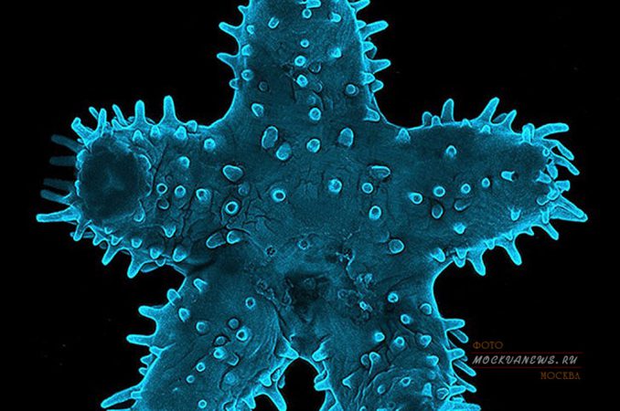 конкурс микрофотографии Nikon Small World