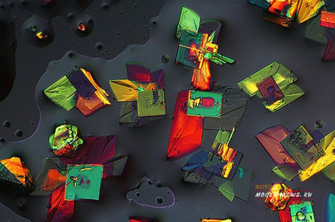 конкурс микрофотографии Nikon Small World