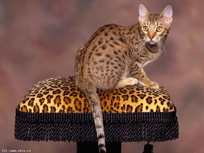 По следам амурской Матроски