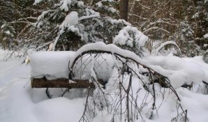 Заснежились цветочно-земляничные поляны Истринского леса