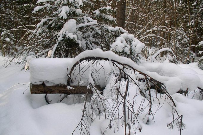 Заснежились цветочно-земляничные поляны Истринского леса