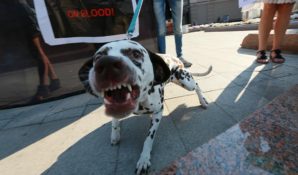 Антон Цветков предложил создать в Москве зоополицию