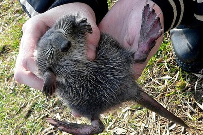 Выхухолью за 9 миллионов заселят в целях оздоровления экосистемы Москвы