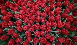 И это еще только цветочки