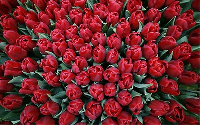 И это еще только цветочки