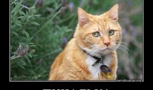 PepsiCo вкладывает в «Печальку»