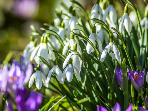 8 марта. Поздравляем вас с праздником!