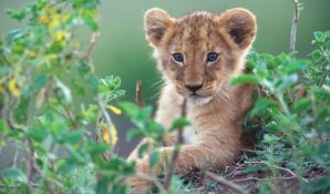 Гадалка в Москве живет со львом