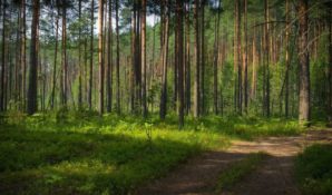 Посвященная угрозе уничтожения природных заказников Истринского района пресс-конференция отметится участием Николая Валуева