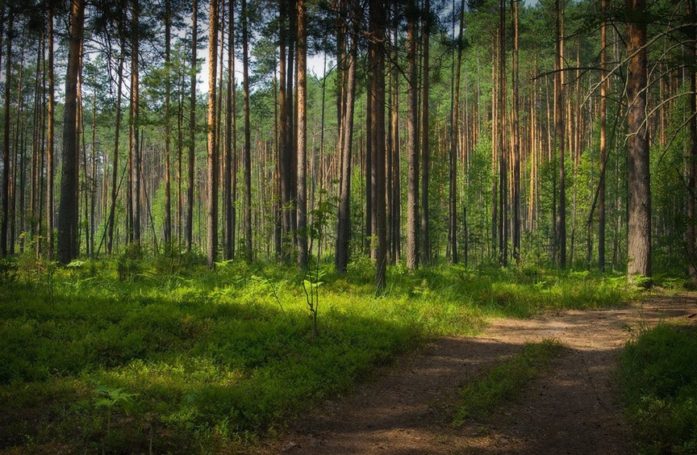 Посвященная угрозе уничтожения природных заказников Истринского района пресс-конференция отметится участием Николая Валуева