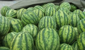 Андрей Дунаев попросил жителей Истры сообщать ему о нелегальных точках, где торгуют арбузами и дынями