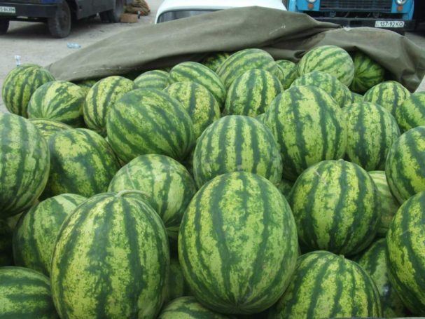 Андрей Дунаев попросил жителей Истры сообщать ему о нелегальных точках, где торгуют арбузами и дынями