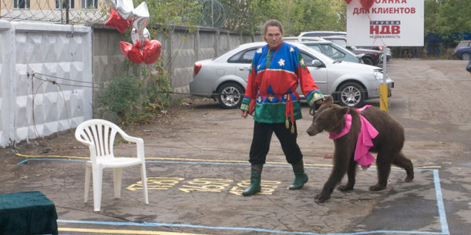 Авторы петиции на Change.org требуют наказать бизнесмена Пинкевича за жестокое обращение с животными