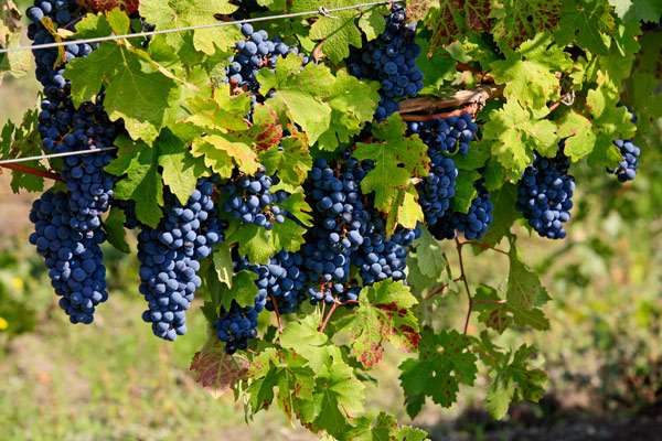 Новая веха в биографии Артёма Зуева и Снежаны Гергиевой