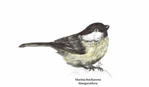 Выставка графики и живописи Марины Бочаровой