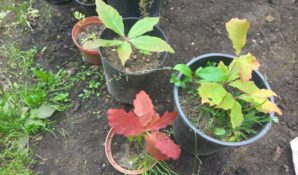 «РТ-Инвест» начала проводить акцию «Зеленый Наро-Фоминск»