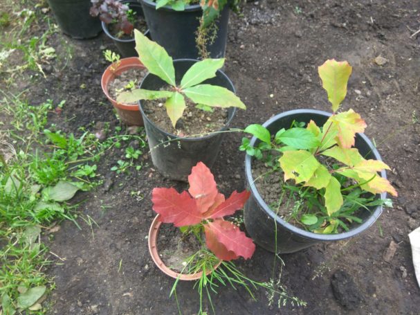 «РТ-Инвест» начала проводить акцию «Зеленый Наро-Фоминск»