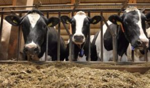 Татьяна Колчанова: поправки к ФЗ №61 ставят под угрозу продовольственную безопасность России