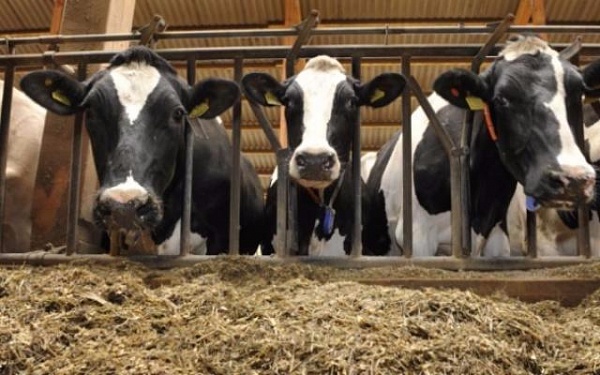 Татьяна Колчанова: поправки к ФЗ №61 ставят под угрозу продовольственную безопасность России