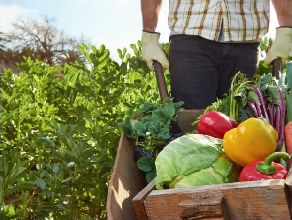 Сергей Бачин: Органика – реально чистые и полезные продукты