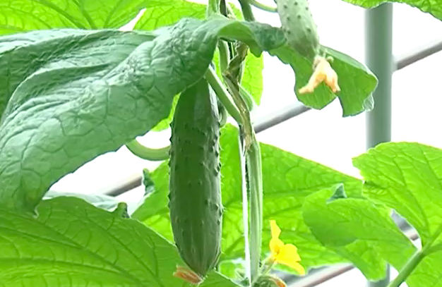 Девелопер Сергей Бачин: Органические продукты гарантирует здоровье будущих поколений