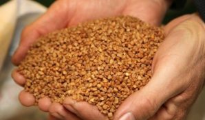 Юрий Лужков ждет значительного роста урожайности гречки в своем агрокомплексе