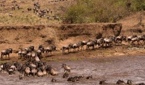 Туры в Кению: на любой вкус и кошелек