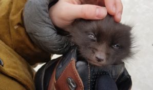В ХМАО школьник героически спас маленького лисенка, не дав ему замерзнуть