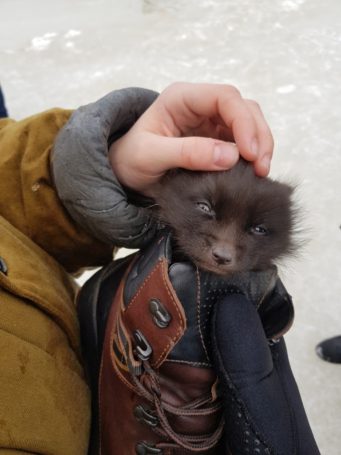 В ХМАО школьник героически спас маленького лисенка, не дав ему замерзнуть