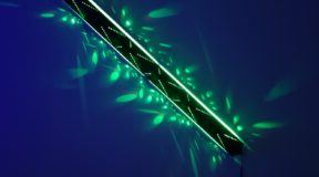 В Москве впервые пройдет выставка-инсталляция «В лабиринтах света «Калейдос»