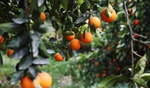 В столице прошла пресс-конференция «Турецкие цитрусовые – самое время! Вкусные, натуральные турецкие цитрусовые в России»