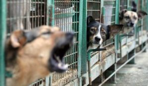 В Светлоярском районе Волгоградской области планируется открытие приюта для животных