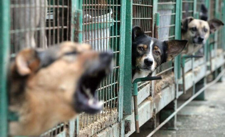 В Светлоярском районе Волгоградской области планируется открытие приюта для животных