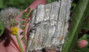 Уверенность в безопасности хризотила выразили жители канадского графства