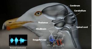 Bel Trading and Consulting Ltd. promotes new bird collision avoidance system for the airports of Thailand