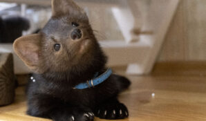 Москвичи нашли способ как поднять себе настроение во время пандемии