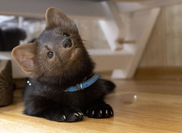 Москвичи нашли способ как поднять себе настроение во время пандемии