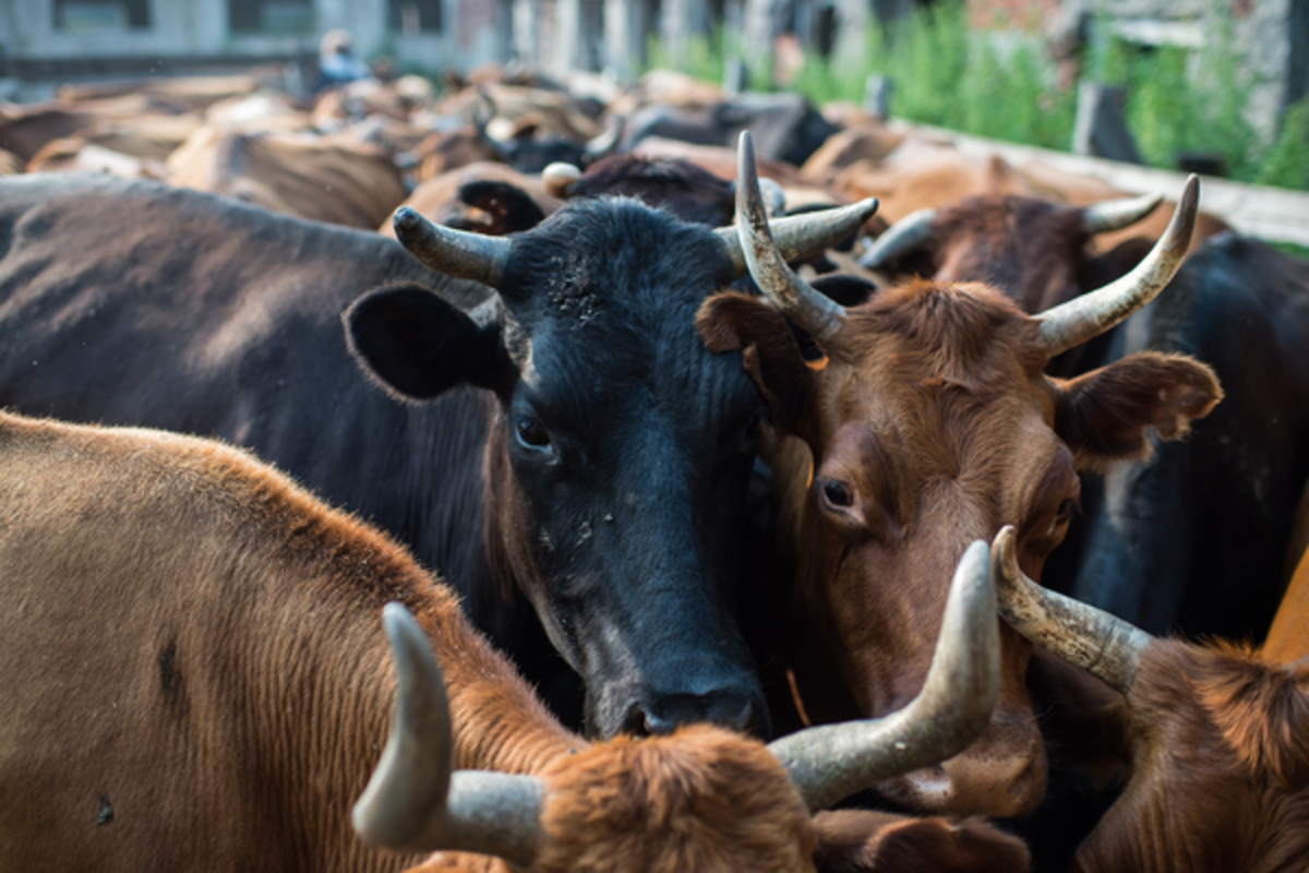 «Куча невнятных проверок»: Олег Сирота прокомментировал давление марийских властей на фермера Ивана Собко