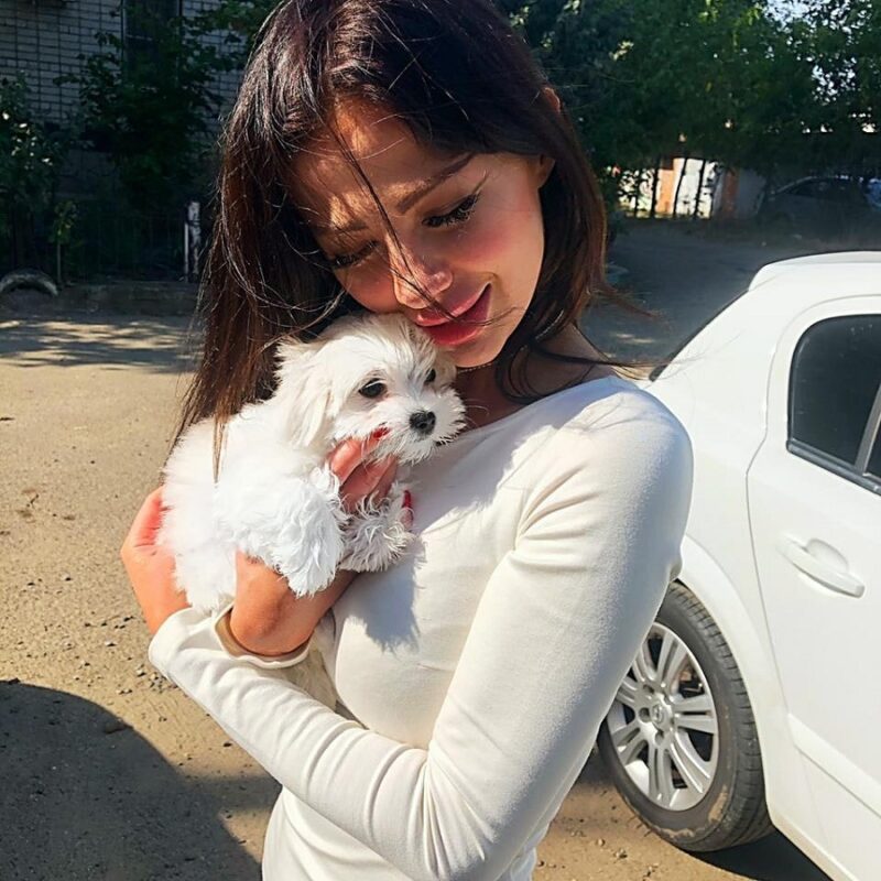 Мальтезе — миниатюрная порода собак, идеально подходящая для проживания в квартире