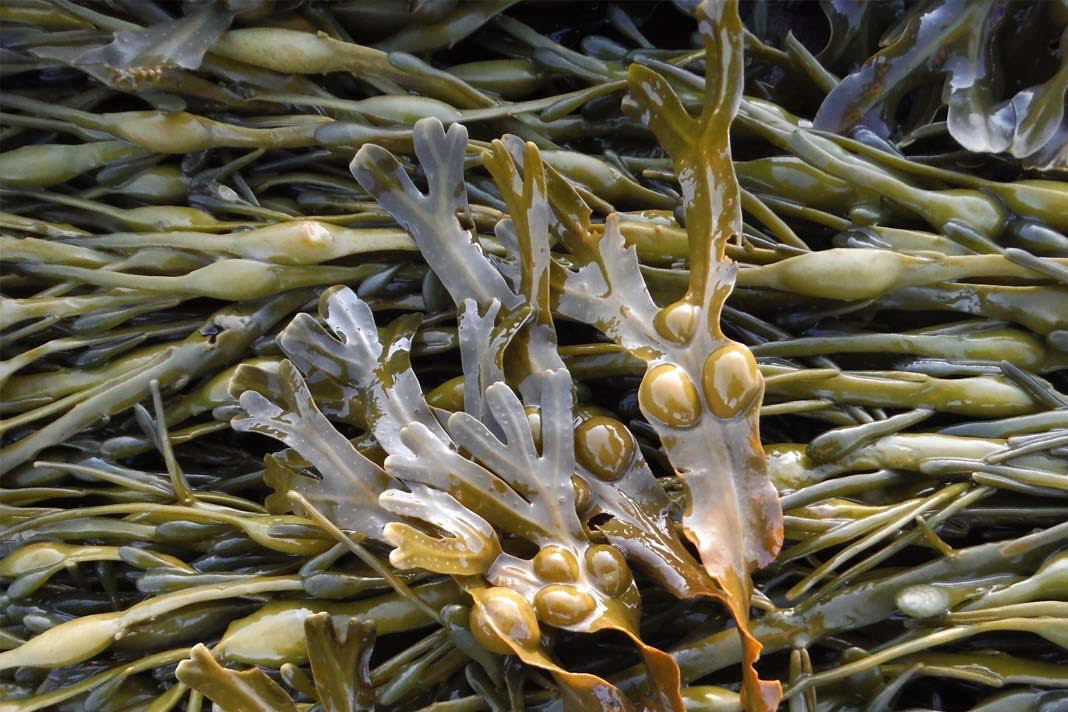 В РФ выпускается натуральное средство, способное помочь в борьбе с COVID-19